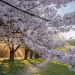 Cherry Blossoms Blooming in Early Spring