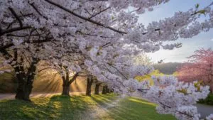 Cherry Blossoms Blooming in Early Spring