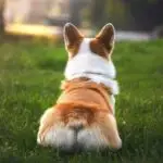 Corgi Butt on Grass