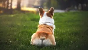 Corgi Butt on Grass
