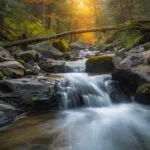Creek Water Flowing Mossy Rocks Forest