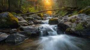 Creek Water Flowing Mossy Rocks Forest