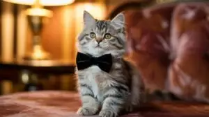 Cute Cat Wearing a Small Bowtie