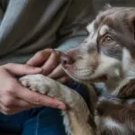 Cute Dog and Owner Holding Hands