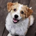 Cute Puppy Looking Up with Happy Expression