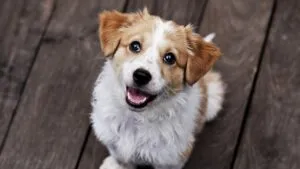 Cute Puppy Looking Up with Happy Expression