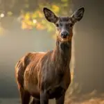 Deer In Misty Forest