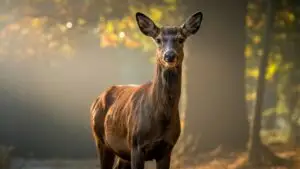 Deer In Misty Forest