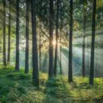 Dense Pine Forest With Sun Rays Breaking Through