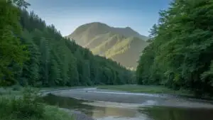 Emerald Forest Waterway Serenity