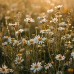 Field of Daisies Wildflowers Summer Bloom