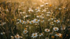 Field of Daisies Wildflowers Summer Bloom