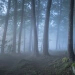 Fog Rolling Over Quiet Forest