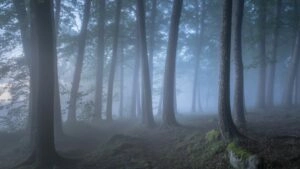 Fog Rolling Over Quiet Forest