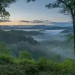 Forest Clearing With Morning Mist