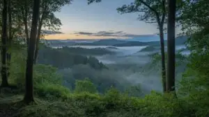 Forest Clearing With Morning Mist