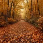 Forest Path Covered in Autumn Leaves