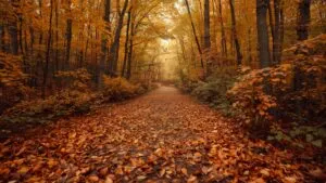 Forest Path Covered in Autumn Leaves