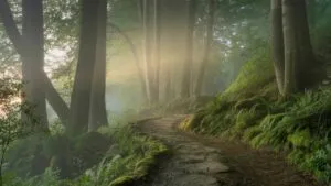 Forest Path Covered in Morning Mist