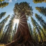 Giant Sequoia Tree Forest Sunlight Towering Massive