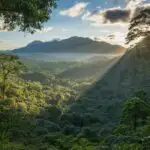 Golden Rays Through Vibrant Rainforest Leaves