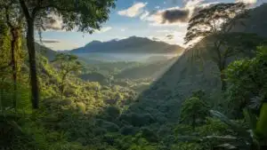 Golden Rays Through Vibrant Rainforest Leaves