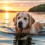 Golden Retriever Swimming Sunset