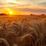 Golden Wheat Field Harvesting Season Sunset Warm Light