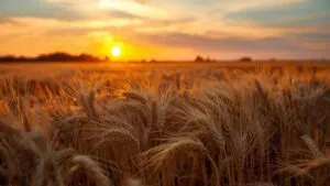 Golden Wheat Field Harvesting Season Sunset Warm Light