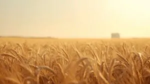Golden Wheat Field View