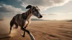 Greyhound Running Minimalist