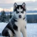 Husky Puppy Blue Eyes