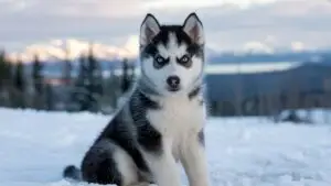 Husky Puppy Blue Eyes