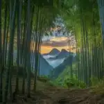 Jade Bamboo Canopy and Soft Green Glow