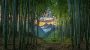 Jade Bamboo Canopy and Soft Green Glow