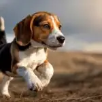 Joyful Beagle Hound Playing in Sunlight