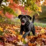 Labrador Playing in Autumn Leaves