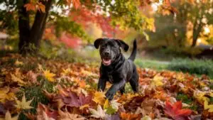 Labrador Playing in Autumn Leaves