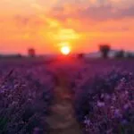 Lavender Sunset Field Warm Glow Solitude