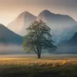 Lone Tree in Wide Open Field