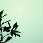 Minimalist Plant Silhouette Art