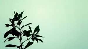 Minimalist Plant Silhouette Art
