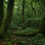 Moss Covered Trees Deep Green Forest Floor Fairytale