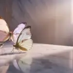 Pastel Butterflies Resting on White Surface