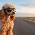 Poodle Dog With Sunglasses Cool