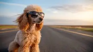 Poodle Dog With Sunglasses Cool