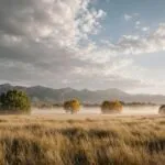 Prairie Grasslands Wide Open Sky Dramatic Clouds