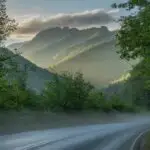 Quiet Vibe: Soft Fog on a Rainy Forest Drive