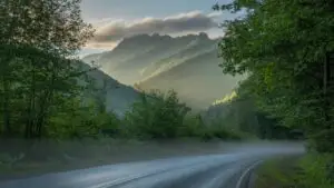 Quiet Vibe: Soft Fog on a Rainy Forest Drive