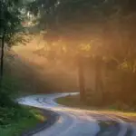 Rainy Forest Road With Soft Fog